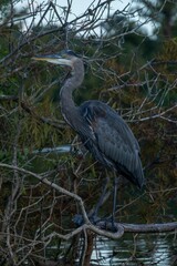 Great Blue Heron