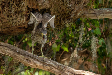 A Black-crowned night heron