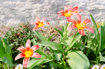 Obraz premium Frühling rote lily in voller Blüte