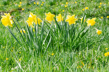 Fototapeta premium Narzissen in voller Blüte Osterglück