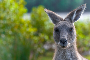 kangaroo in the wild, Queensland Australia 