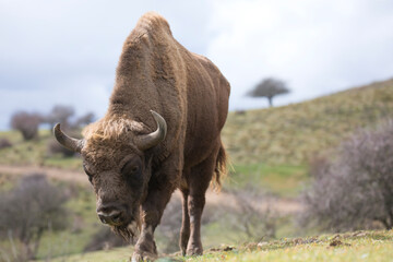 European bison (Bison bonasus) or the European wood bison, also known as the wisent  or the zubr  - Powered by Adobe