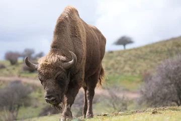 Fotobehang European bison (Bison bonasus) or the European wood bison, also known as the wisent  or the zubr  © Pedro Bigeriego