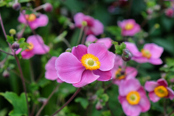 Pink grape leaf anemone in flower