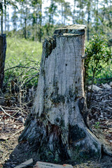 tree stump