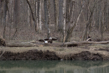Canadian Geese taking off towards the river.