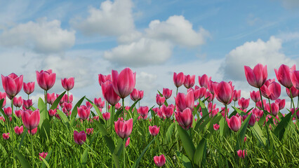 Beautiful tulips field. Beautiful spring flowers. background of flowers, 3D Rendering.