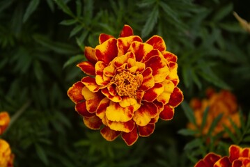 orange flower in the garden