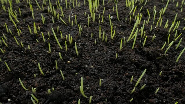 Shoots of wheat. Growing grass in soil. Time lapse 5 days