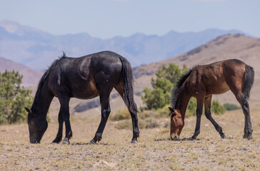 Fototapeta na wymiar Wild Horses in Summer in the Utah Desert