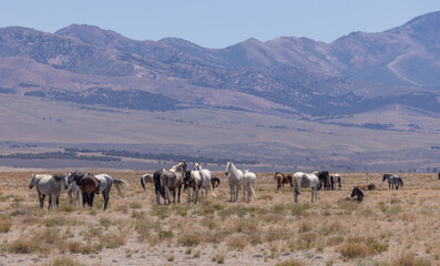 Naklejka na ściany i meble Wild Horses in Summer in the Utah Desert