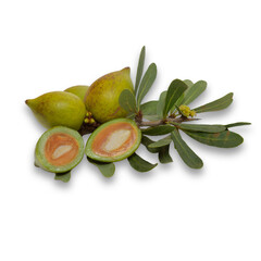 Argane fruits nut