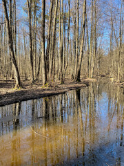 Obraz premium Krumme Lake, Grünau, Naturschutzgebiet, Berlin, Fließ, Wandern, Berlin, Wald, Kiefernwald, Nadelwald, Sumpfgebiet, Moorrinne, Urstromtal, Feuchtgebiet, Schmöckwitz, Wanderweg, Rundweg
