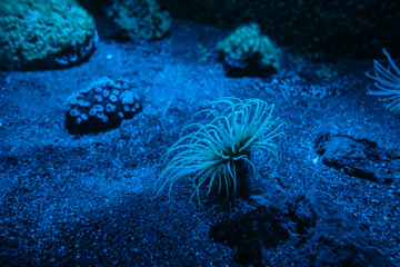 Sea anemone on a coral reef