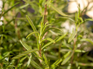 frische Rosmarin Pflanze im Garten
