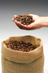 farmer's hand holding a handful of roasted coffee beans on rustic coffee bag.