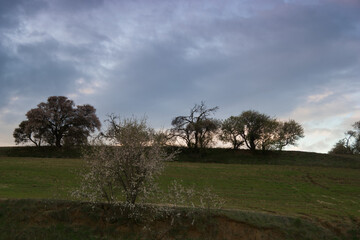 krajobraz pola rośliny drzewa widok wieś