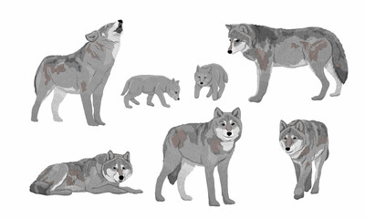 Set of wolves Canis lupus. Males, females and puppies of an ordinary wolf. Realistic vector animal