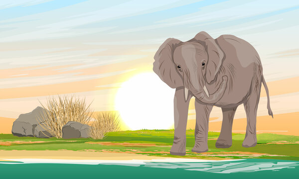 African bush elephants on the shore of the river in the African savannah. wild animals of africa. Realistic vector landscape