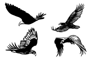 Vector collection of eagles on white isolated ,vector elements,birds