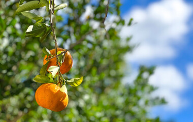 Oranges hanging from the blue sky. Green leafy trees and Oranges. Concept photo for advertising...