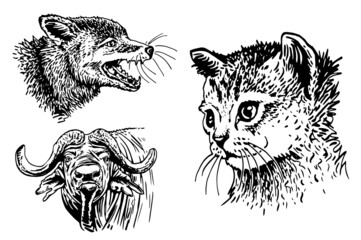 Vector collection of animals on white isolated,graphical elements