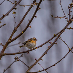 Springtime scenery with small singing bird in Northern Europe. Seasonal wild birds.