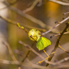 A beautiful yellow spring butterfly sitting on a willow tree flower. Springtime scenery of Northern Europe.