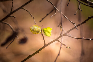 A beautiful yellow spring butterfly sitting on a willow tree flower. Springtime scenery of Northern Europe.