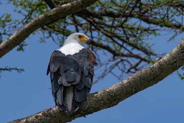 African fish Eagle
