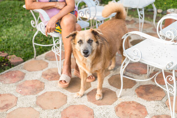 A larger dog guards his master, an old woman seated on a chair at the patio. following her...