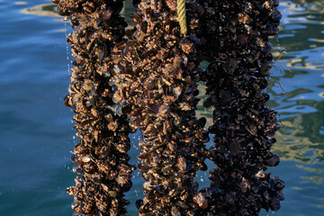 Mejillón batea bivalvo © Sergio