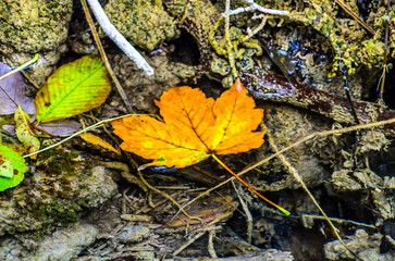 Orange Maple Leaf Floating on the Surface of the River. Crystal Clear Water in a Mountain Stream. Beautiful Autumn Colors in Plitvice Lakes National Park, Croatia