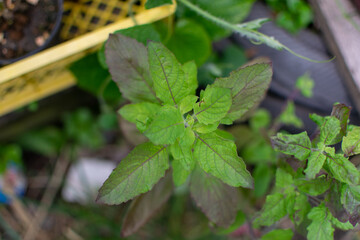 Green basil leaf plant tree