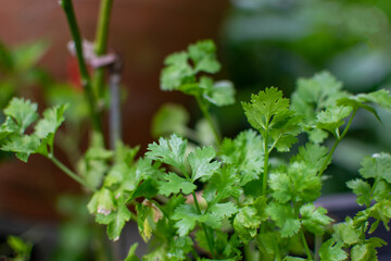 Coriander