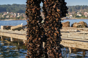 Mejillón batea bivalvo © Sergio