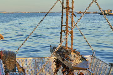 Trabajo mar batea mejillón