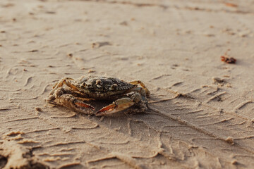 Crab in the Sand