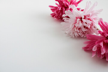 pink carnation flowers
