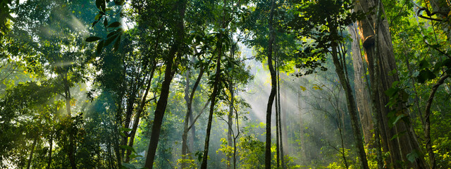 panorama banner background of tropical forest landscape scene for using in concept of environmental ecology and sustainable energy or Earth day, wild wood scenic using for wallpaper of spa and tourism - obrazy, fototapety, plakaty