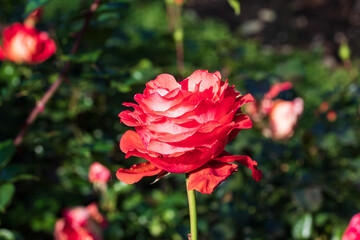 Floribunda Rose  close up..Orange-red petals with dew drops on the outer edges of the petals in the morning sun.2021. Macro.