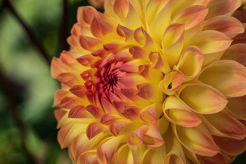 Close-up of the petals on one side of decorative dahlia Dahlia Ball Hillcrest Margaret on the...