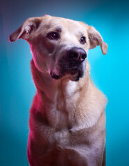 Perro labrador foto de estudio con colores cian y magenta.