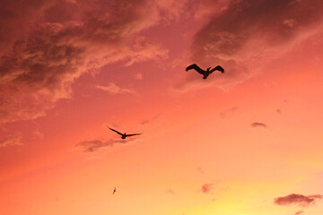 Fototapeta na wymiar birds flying in the sunset
