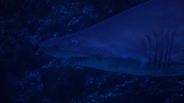 Close up of great shark swimming underwater, inhabitants of the sea world