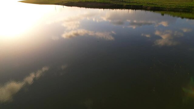 Patos en lago en el atardecer