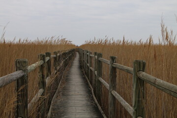 Fototapeta premium La Sansouïre du Pont de Rousty (Camargue)