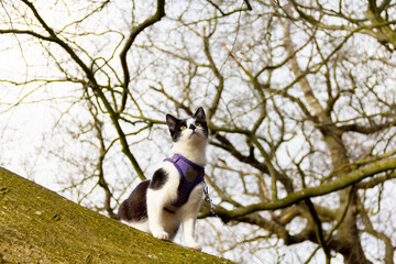 Pretty black and white cat wearing harness and lead out for a walk in countryside takes the opportunity to climb trees and explore on a spring day in rural Shropshire UK .