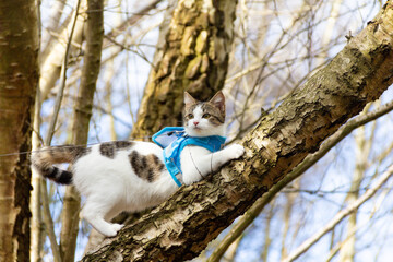 Fototapeta premium Adventure cat in action, pretty tabby and white cat enjoys climbing a tree whilst out for exercise wearing a harness and lead and being allowed to roam where it likes in the English countryside