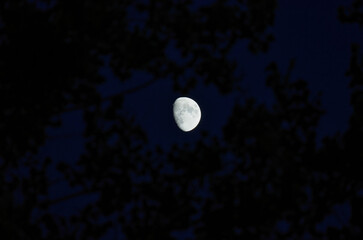 Atmospheric View of Moon Through Tree Branches During Deep Blue Twilight